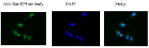 Anti-RanBP9 Rabbit Polyclonal Antibody