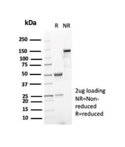 Antibody A278038-100 100 µg