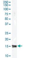 Anti-RPS19 Goat Polyclonal Antibody