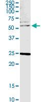 Anti-CLK4 Mouse Polyclonal Antibody