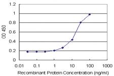 Anti-DEPTOR Polyclonal Antibody Pair