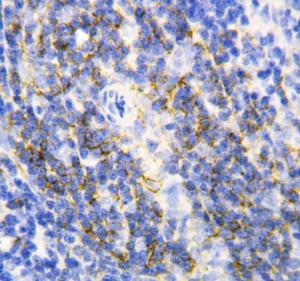 Anti-Annexin VI Rabbit Polyclonal Antibody