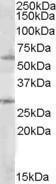 Anti-SOCS7 Goat Polyclonal Antibody