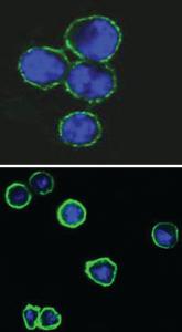 Anti-CD37 Mouse Monoclonal Antibody [clone: 2B8]