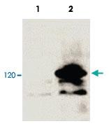 Anti-V5 Tag Polyclonal Antibody