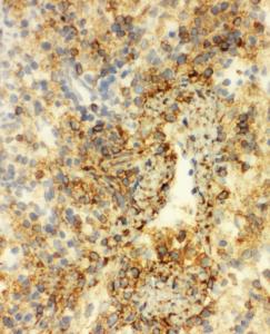 Anti-Annexin VI Rabbit Polyclonal Antibody