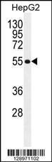 Anti-MFS10 Rabbit Polyclonal Antibody (FITC (Fluorescein Isothiocyanate))