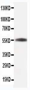 Anti-beta-Tubulin Mouse Monoclonal Antibody [clone: TUB-2]