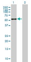 Anti-CLK4 Mouse Polyclonal Antibody