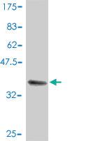 Anti-CCNE1 Mouse Polyclonal Antibody