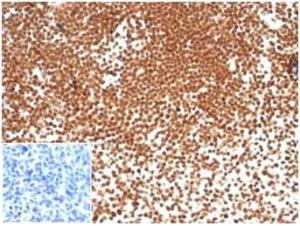 Antibody A278038-100 100 µg