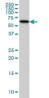 Anti-DPH2 Mouse Monoclonal Antibody [clone: 5B10]