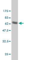 Anti-TCEA3 Mouse Monoclonal Antibody [clone: 2C9]