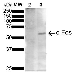 Anti-c-Fos Mouse Monoclonal Antibody [clone: 12G11]