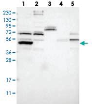 Anti-LRRC72 Rabbit Polyclonal Antibody