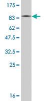 Anti-GAD1 Mouse Monoclonal Antibody [clone: 1D12]