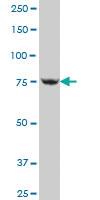 Anti-MFN1 Mouse Polyclonal Antibody