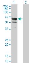 Anti-NT5C2 Mouse Monoclonal Antibody [clone: 3C1]