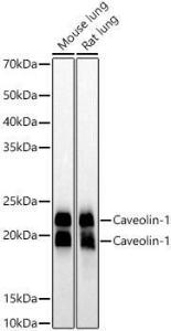 Antibody A307768-100 100 µl