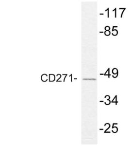 Anti-p75 NGF Receptor Rabbit Polyclonal Antibody