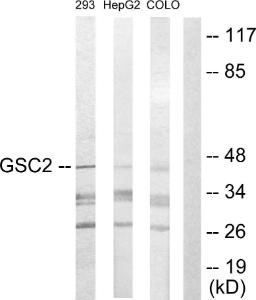 Western blot analysis of lysates from 293, HepG and COLO205 cells using Anti-GSC2 Antibody. The right hand lane represents a negative control, where the antibody is blocked by the immunising peptide.