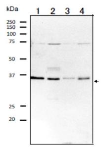 Anti-Rag A Antibody