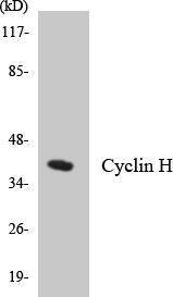 Western blot analysis of the lysates from HepG2 cells using Anti-Cyclin H Antibody