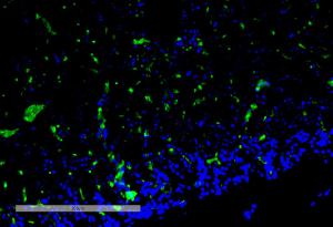 Anti-c-Fos Mouse Monoclonal Antibody [clone: 12G11]