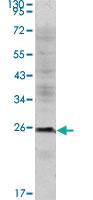 Anti-CD3E Mouse Monoclonal Antibody [clone: 4E2]