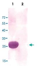 Anti-GST Rabbit Polyclonal Antibody