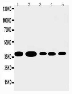 Anti-Annexin A1 Rabbit Polyclonal Antibody