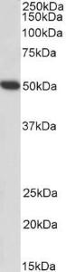 Anti-FGG Antibody (A82983) (001 µg/ml) staining of Human Platelets lysate (35 µg protein in RIPA buffer) Primary incubation was 1 hour Detected by chemiluminescence