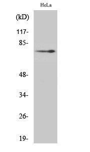 Anti-p75 NGF Receptor Rabbit Polyclonal Antibody