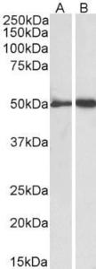 Anti-FGG Goat Polyclonal Antibody