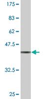 Anti-MAPK13 Mouse Monoclonal Antibody [clone: 3D8]