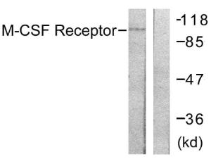 Western blot analysis of lysates from 293 cells, treated with LPS 100 ng/ml 30' using Anti-M-CSF Receptor Antibody. The right hand lane represents a negative control, where the antibody is blocked by the immunising peptide