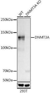 Western blot analysis of extracts from wild type (WT) and [KO Validated] DNMT3A Rabbit mAb knockout (KO) 293T cells, using Anti-Dnmt3a Antibody [ARC0138] (A306078) at 1:500 dilution. The secondary antibody was Goat Anti-Rabbit IgG H&L Antibody (HRP) at 1:10,000 dilution.