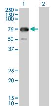 Anti-GYG2 Mouse Monoclonal Antibody [clone: 3D10]