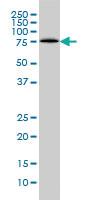 Anti-LONRF1 Mouse Monoclonal Antibody [clone: 3F2]