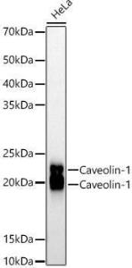 Antibody A307768-100 100 µl