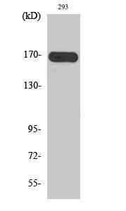 Western blot analysis of various cells using Anti-M-CSF Receptor Antibody