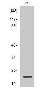 Western blot analysis of various cells using Anti-GSC2 Antibody