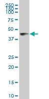 Anti-ABTB1 Mouse Polyclonal Antibody