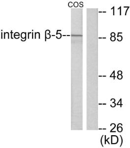 Western blot analysis of lysates from COS7 cells using Anti-Integrin beta5 Antibody. The right hand lane represents a negative control, where the antibody is blocked by the immunising peptide