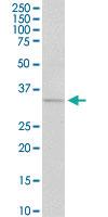 Anti-CCND1 Mouse Polyclonal Antibody