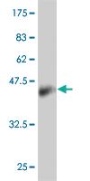 Anti-PPP1R1B Mouse Monoclonal Antibody [clone: 3G11]