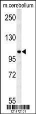 Anti-NDST2 Rabbit Polyclonal Antibody (APC (Allophycocyanin))