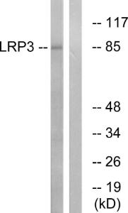 Antibody anti-LRP3 100 µg