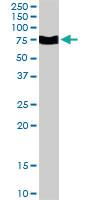 Anti-FZD8 Goat Polyclonal Antibody