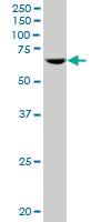 Anti-POLR3C Mouse Polyclonal Antibody